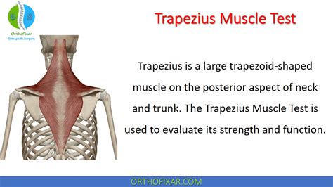 upper trapezius tear test|trapezius anatomy.